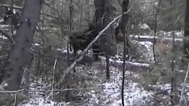 Охота на куницу смотреть онлайн