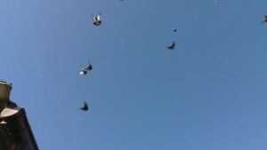 НИКОЛАЕВСКИЕ ГОЛУБИ/pigeons/ ВОВЫ КЕРЧЕНСКОГО  (2)