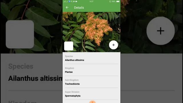 PlantSnap identifies a Tree of heaven (Ailanthus altissima)