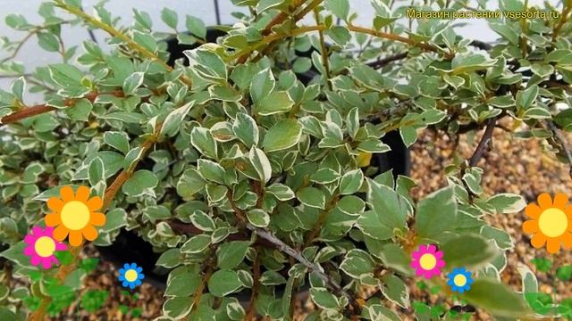 Кизильник горизонтальный Вариегата. Краткий обзор, описание cotoneaster atropurpureus Variegatus