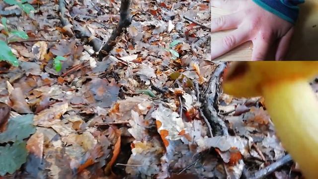 #удалитьклеща #инфекция  Клещи и люди. Кто кого? смотреть онлайн