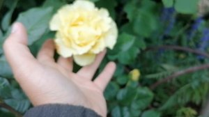 Роза ЧГ сорта 'Лимбо' в нашем саду, форма бутона. 2023