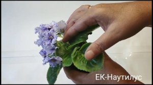 ЕК-Аленка,ЕК-Гостья из Будущего,ЕК-Наутилус,ЕК-Небесное Создание,ЕК-Севастопольский Вальс