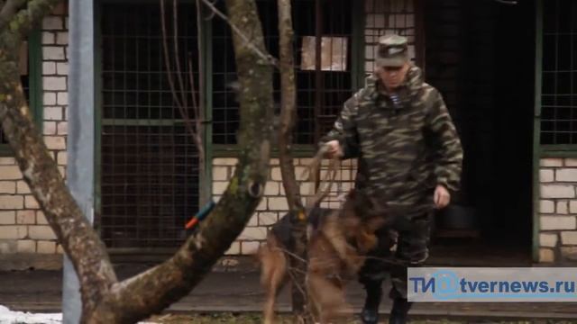 Центр кинологической службы УМВД России по Тверской области готовит настоящих собак-ищеек смотреть онлайн