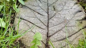 ТУШЁНКА ИЗ КУРИЦЫ В АФГАНСКОМ КАЗАНЕ!!!!!