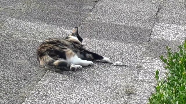 Katze spielt mit Maus смотреть онлайн