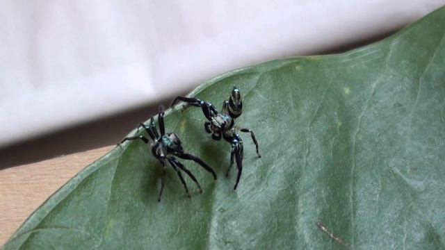 Jason's F1 (Top) V Ricky's Dungeon Lord (Bottom) 060512 смотреть онлайн