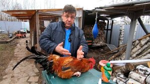 КУРИНЫЕ БЛОХИ