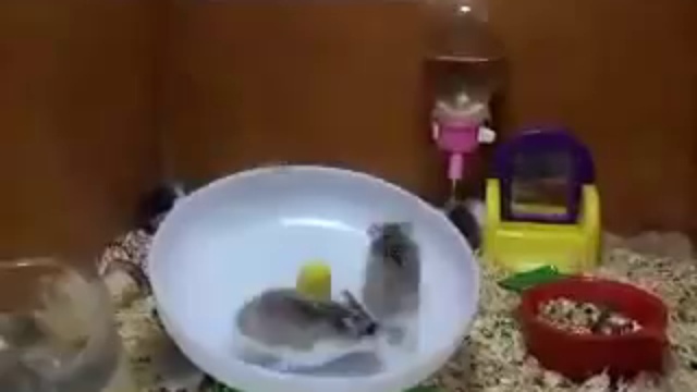 Два хомяка в одном колесе !