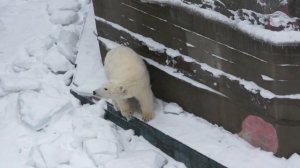 После сильных морозов медвежата прекрасно себя чувствуют и весело играют. 14.12.2023г.