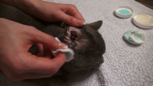 Уход за кошкой с использованием средств DOCTOR VIC: чистка ушей и глаз смотреть онлайн