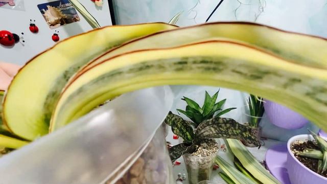 Мои новинки! Сансевиерии