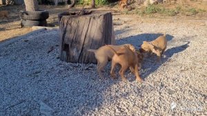 Срочная подготовка щенков к отъезду