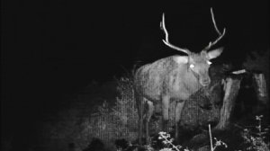 Кадры с фотоловушки