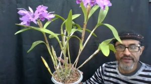 Cattleya bowringiana