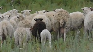 Стадо овец.