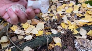 Гриб Подгруздок Черный. Справочник грибника