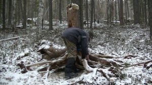 Охота с лайкой на белку. Нашел зимовье, подранок косули.