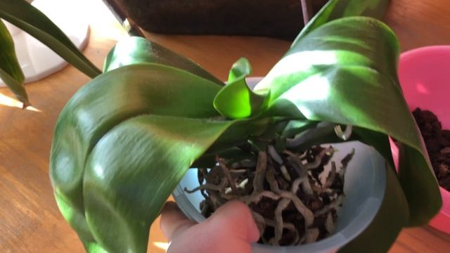 Перевалка орхидеи не хватает влаги #Surf song Песня ? прибоя смотреть онлайн