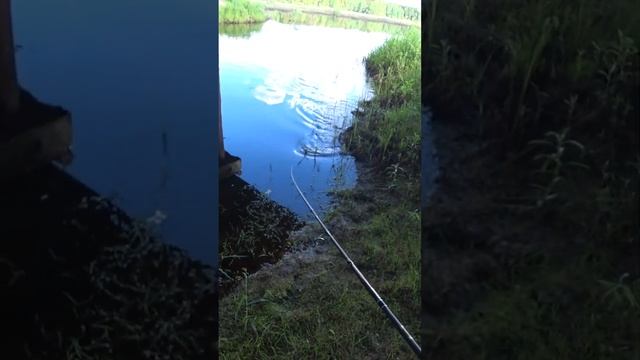 Отпустил шнурка получил трофей. Рыбалка на спиннинг под мостом. #short #рыбалка #fishing