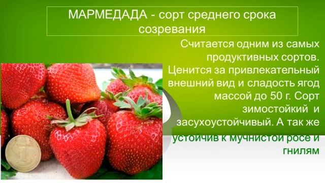 Купить саженцы клубники с качественной упаковкой.