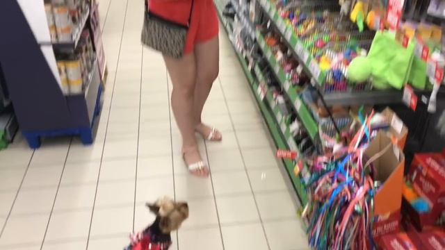 Огромный зоомагазин в Италии // Собака на шопинге в Италии // Покупки из зоомагазина смотреть онлайн