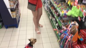 Огромный зоомагазин в Италии // Собака на шопинге в Италии // Покупки из зоомагазина