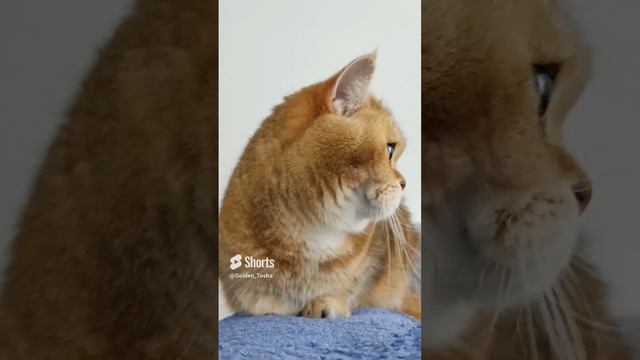 Когда достали папарацци🤣 #кот #котики #смешныекоты #безкотаижизньнета