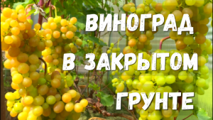 Мой виноградник в закрытом грунте на начало августа