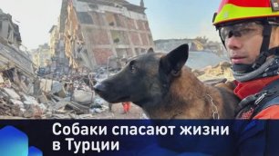 Собаки спасают жизни в Турции