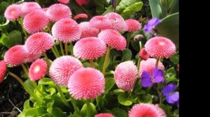 Какие цветы можно посеять, посадить в июле.
