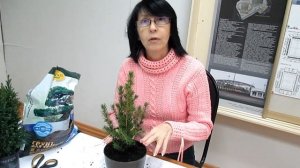 КИПАРИС И ЕЛЬ КОНИКА. КАК СОХРАНИТЬ ДО ВЕСНЫ ДОМА,