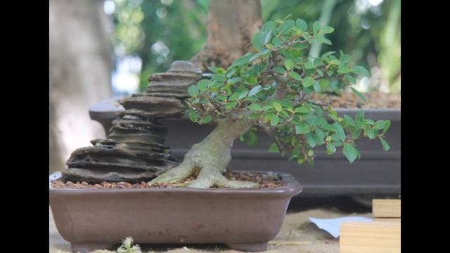 Acacia Davyi Bonsai Tree смотреть онлайн