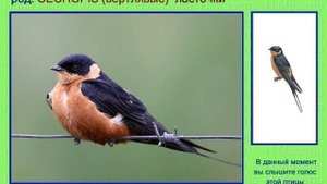 Ласточка. Африка Азия Австралия. Голоса птиц