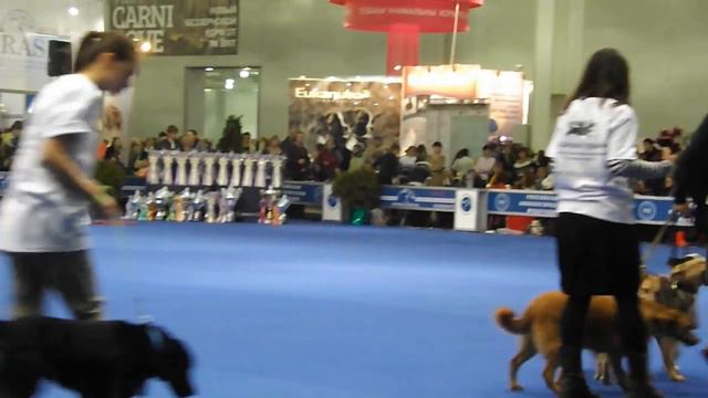 Шереметьевский приют на выставке "Евразия 2013" смотреть онлайн