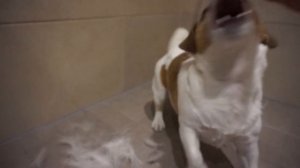 ОБЗОР на ДЖЕК РАССЕЛА