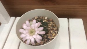Gymnocalycium damsii #2