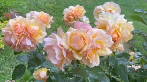 Июль в Саду 23 июля 2023 часть 5