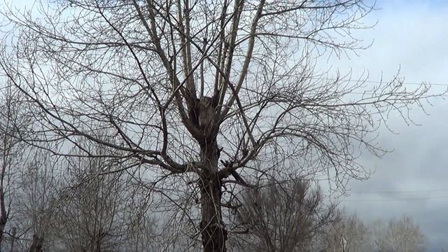 Погода в Нижнеудинске 18. 04. 2020 . Наблюдения натуралиста. смотреть онлайн