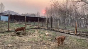 Кровавое солнце