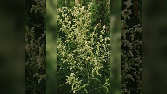 Мои первые родившиеся в потоке строчки благодарности нашей Земле, нашей Природе?? смотреть онлайн