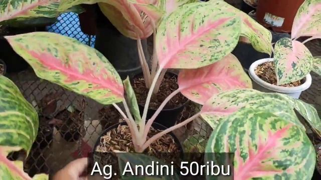 AGLAONEMA BIDADARI BIKIN MELELEH ? SPESIAL EDITION TOP PERFORMANCE HARGA TERBAIK смотреть онлайн