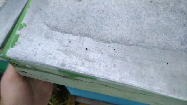 Контролируем зимовку вторая половина января. смотреть онлайн