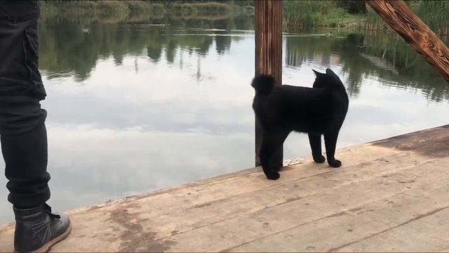Чёрного КОТА зовут ТАЙСОН.Сегодня он рыбачил с местным мальчишкой -РЫБАКОМ! смотреть онлайн