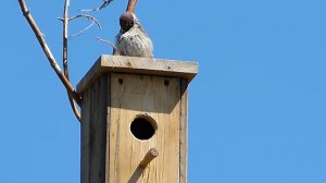 Смотрины прошли успешно, похоже! Полевой воробей доволен :) Жизнь скворечника.
