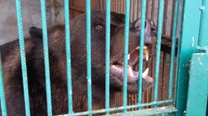 Мишка рычит в зоопарке