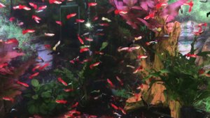 Гуппи кобра красный блондин