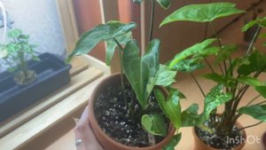 Полный обзор коллекции сингониумов 🍀