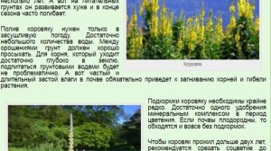 Коровяк Медвежье ухо