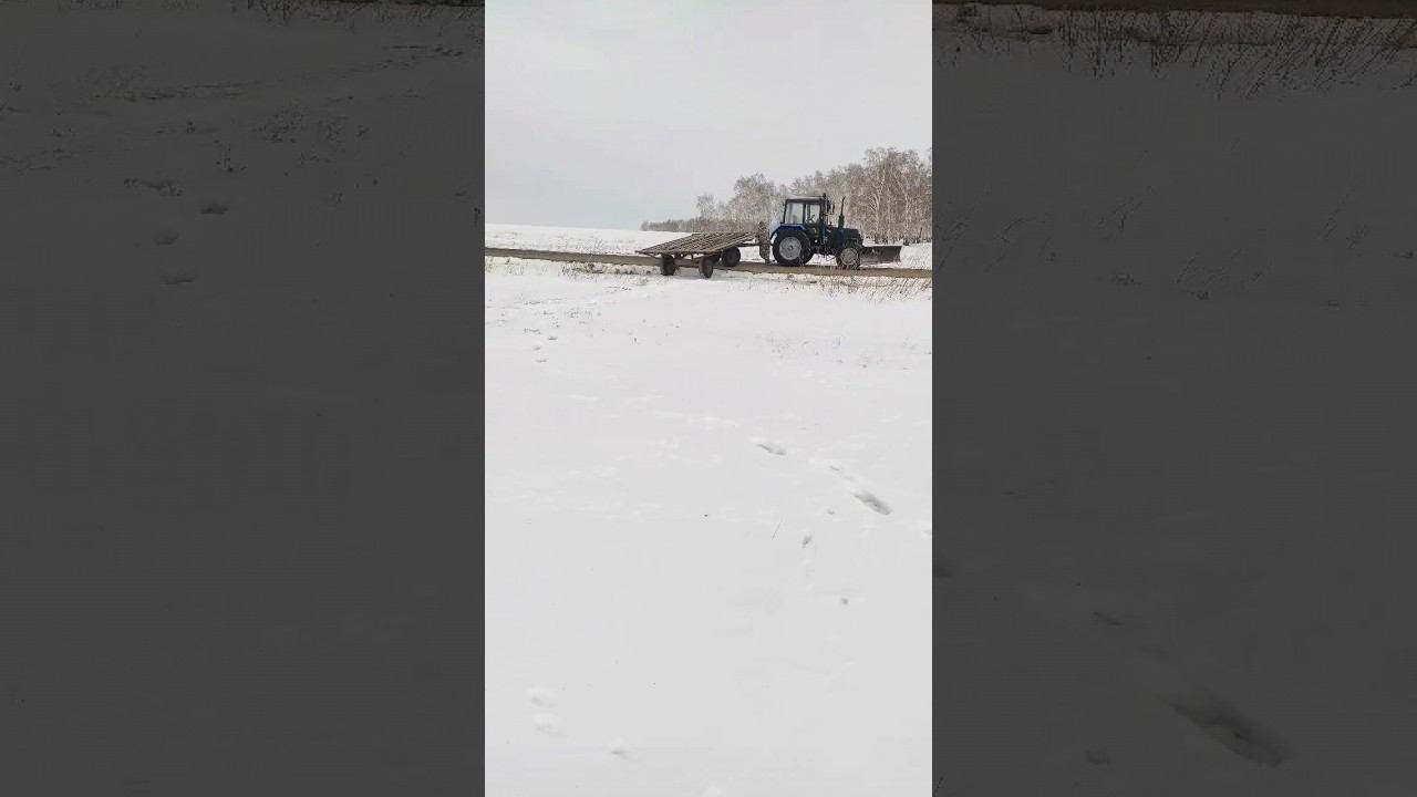 Сибирская косуля смотреть онлайн